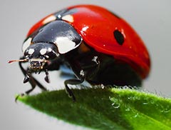 Marienkäfer Punkte Alter