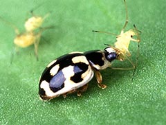 Marienkäfer Punkte Alter Nützling im Garten