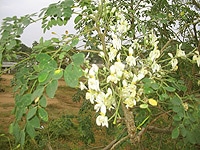 Moringa oleifera Baum