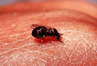 Mückenplage bekämpfen Duft Düfte gegen Stechmücken