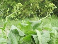 Meerrettich natürliches Antibiotikum