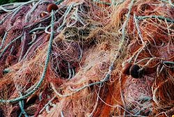 Nervensystem