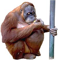 orangutan