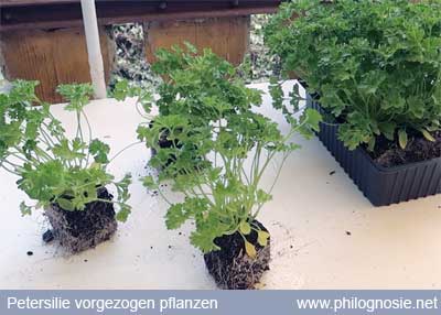 Petersilie Anbau Pflanzen vorziehen