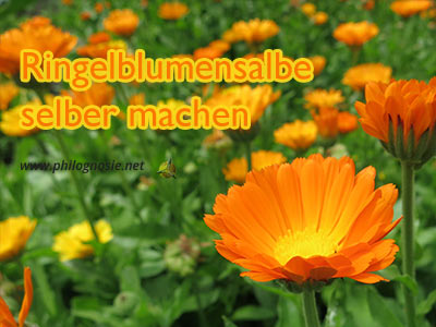 Ringelblumensalbe selber machen