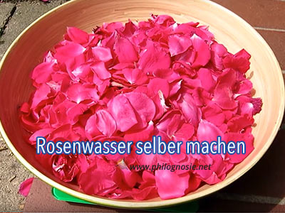 Rosenwasser selber machen- Rezepte