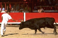 Rotes Tuch Stierkampf matador