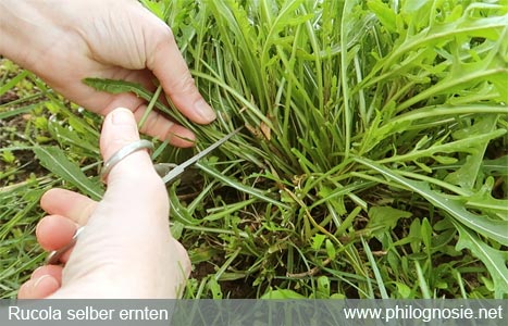 Rucola Rauke ernten