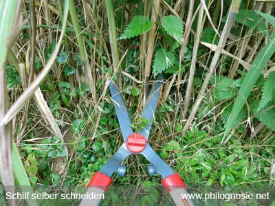 Anleitung Schilf selber schneiden