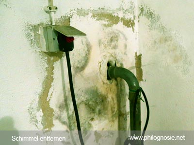 Schimmel Im Keller Entfernen Bekampfen Anleitung Philognosie