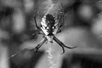 Tipps gegen Spinnen in Haus und Wohnung - Spinnen entfernen