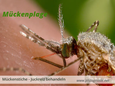 Mückenplage: Schutz gegen Stechmücken