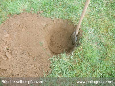 Einheimische Sträucher und Büsche pflanzen Pflanzloch