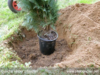 Sträucher und Büsche pflanzen