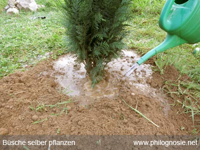 Sträucher und Büsche pflanzen einsumpfen