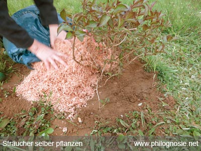 Büsche und Sträucher selber pflanzen Mulch