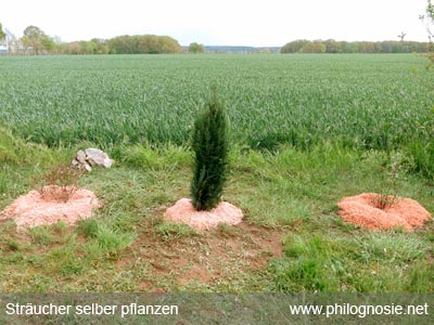 Sträucher und Büsche pflanzen Mulchen Anwachsen