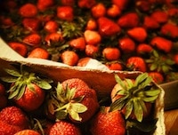 Erdbeere richtig lagern