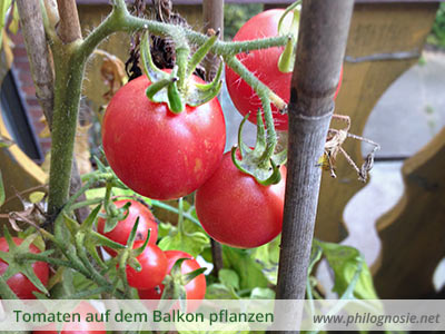 Tomaten auf dem Balkon pflanzen