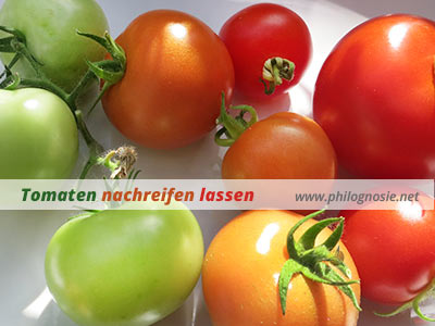 Beispiel wie grüne Tomaten nachreifen