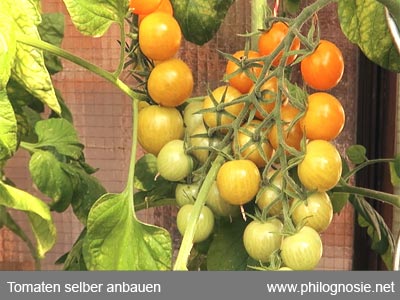 Tomaten anbauen, ziehen, züchten