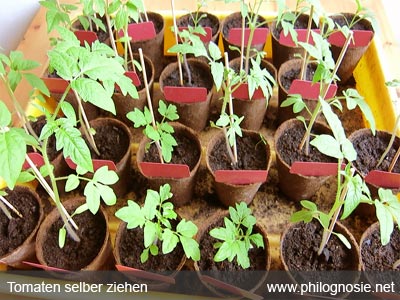 Tomaten anbauen selber ziehen Tomatenpflanze gut verwurzeln