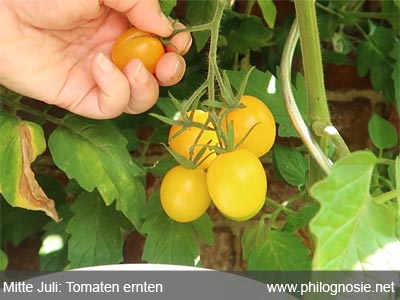 Tomaten selber ernten