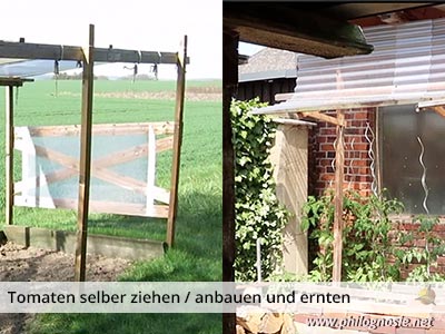 Tomatendach Regenschutz für Tomaten