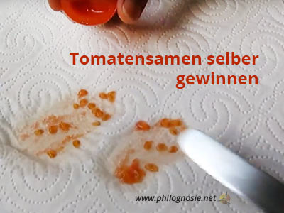 Tomatensamen gewinnen Tomatensamen selber machen / ziehen Philognosie