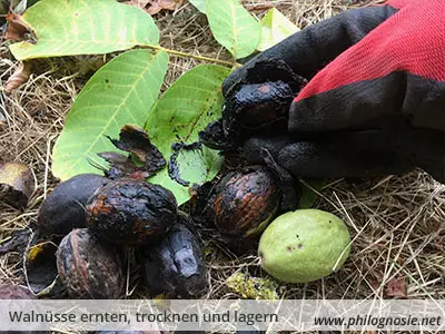 Walnüsse richtig ernten Tipps