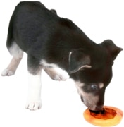 Was fressen Hunde Hundeernährung gesund Futter