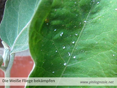 Die Weisse Fliege Bekampfen In Haus Und Garten Philognosie