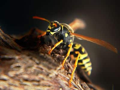 Wespenplage / Wespen vertreiben: Was hilft gegen Wespen?