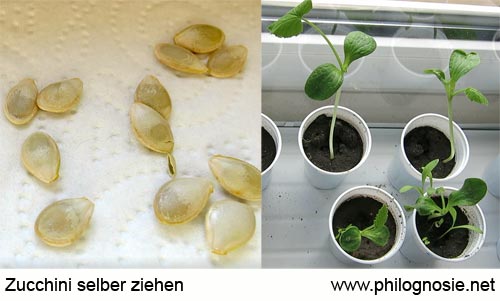 Zucchini aus Samen Saatgut selber ziehen