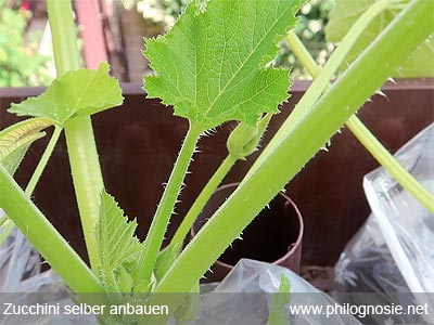 Zucchini aus Samen ziehen