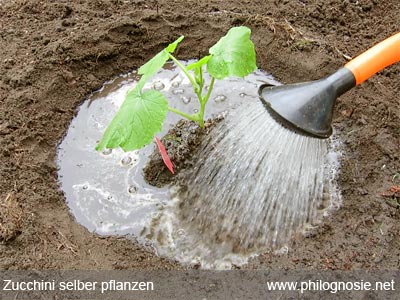 Zucchini im Garten anpflanzen