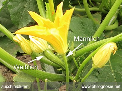 Zucchiniblüte weiblich und männlich