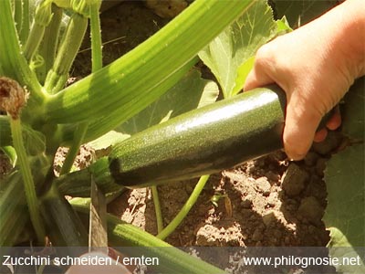 Zucchini schneiden ernten