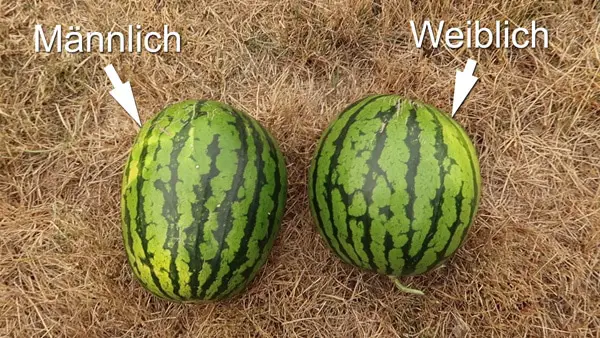 Männliche und weibliche Melonen