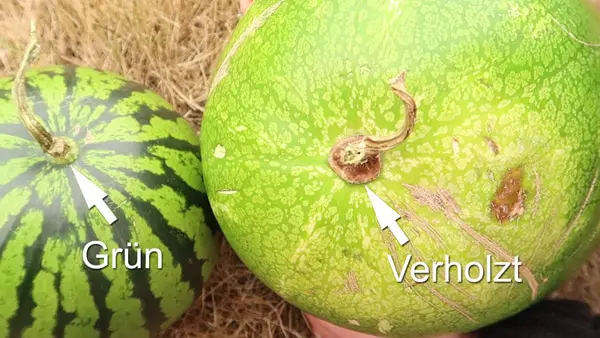 süße Melonen kaufen am Strunk erkennen