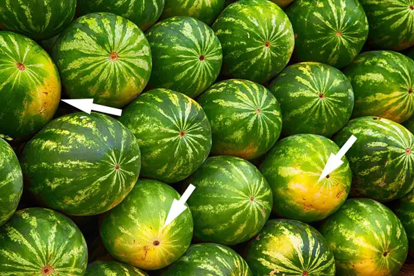 Reife süße Wassermelonen an der Farbe erkennen