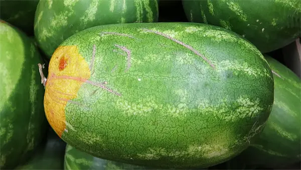 Wassermelone Narben Bestäubung macht Melone süßer