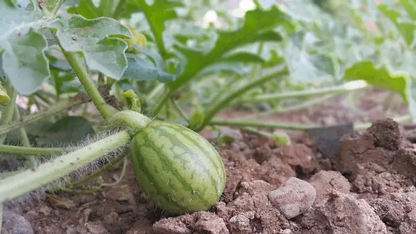 Wodurch werden Melonen süß