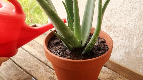 Aloe Vera gießen Düngen