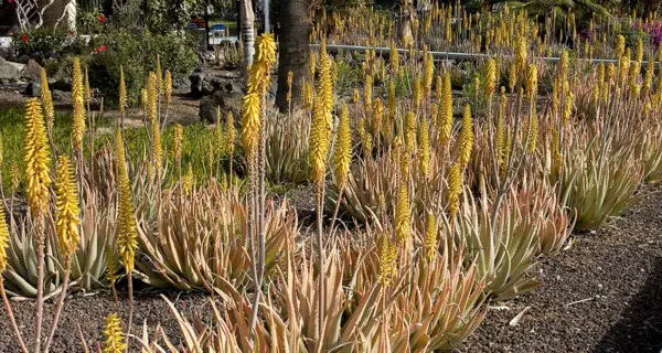 Aloe Vera Herkunft Bodenbedingungen