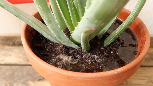 Aloe Vera gießen und düngen