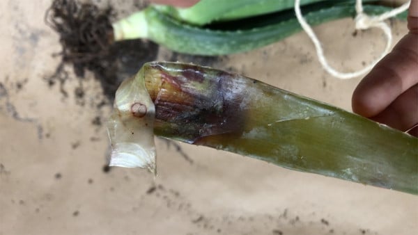 Aloe Vera Staunässe Blätter faulen