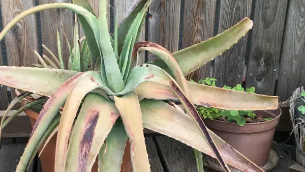 Aloe Vera zu wenig Wasser gießen