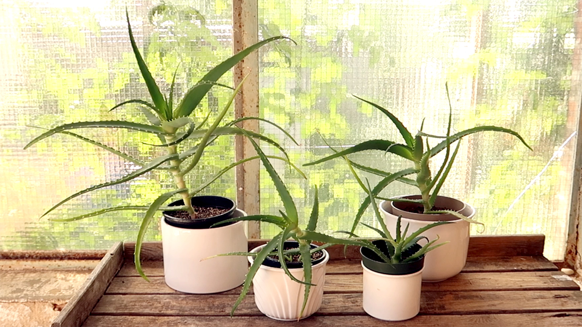 Aloe arborescens: Richtige Pflege der Baum Aloe  Philognosie
