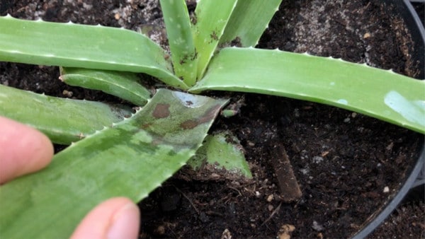 Aloe Vera Erde nass und schimmelt